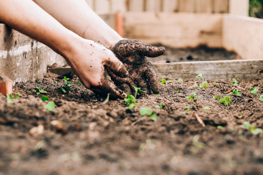Hands working with soil and new growth — Khula building alongside its partners